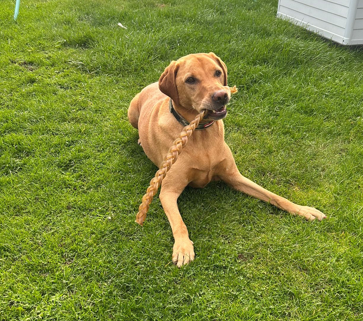 Giant Goat Braid