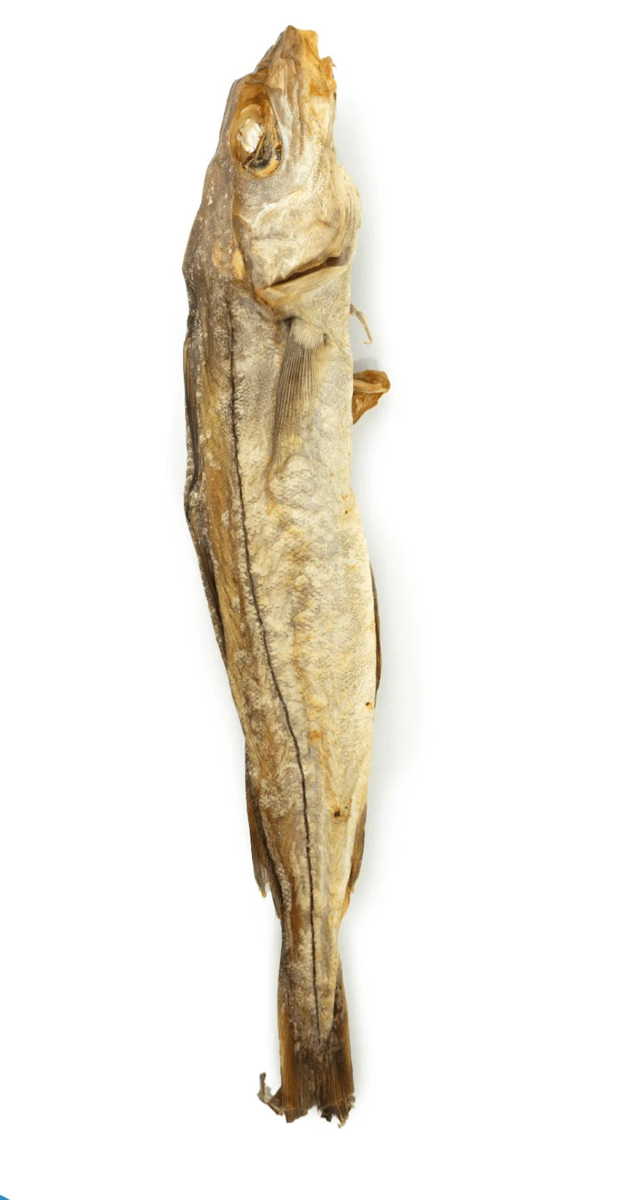 Whole Haddock