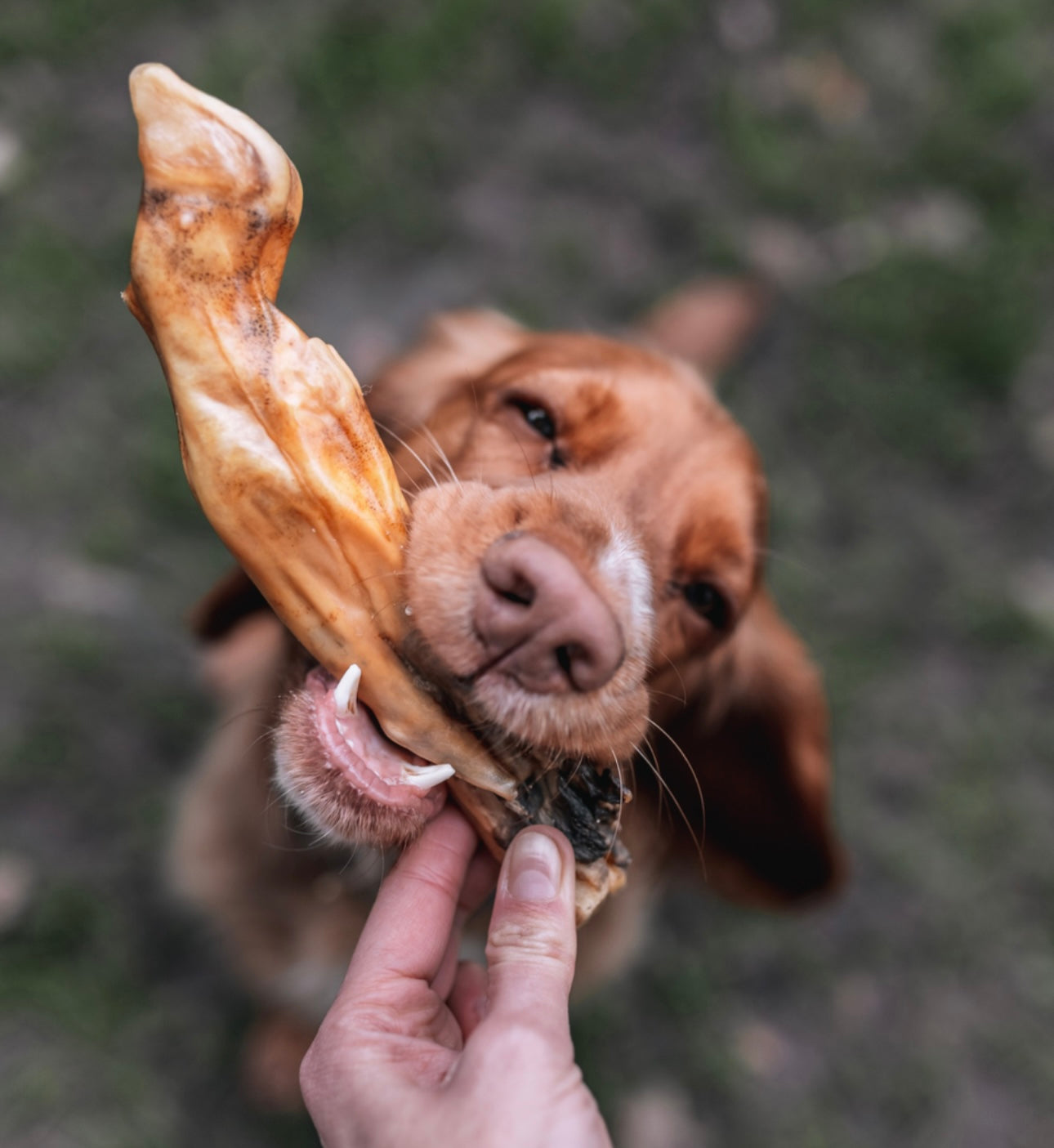 Lamb Trotter