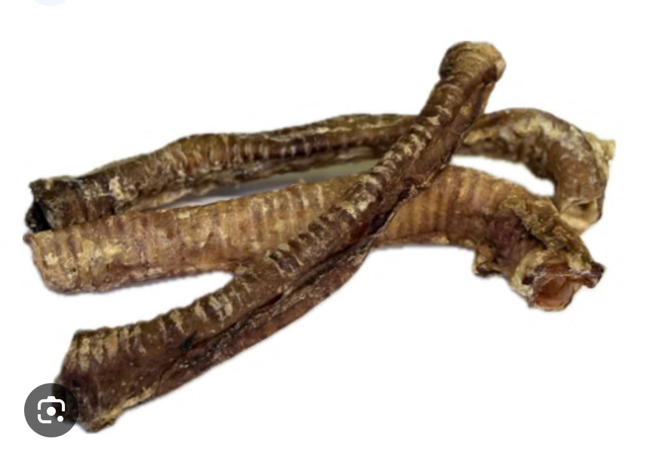 Goat Trachea