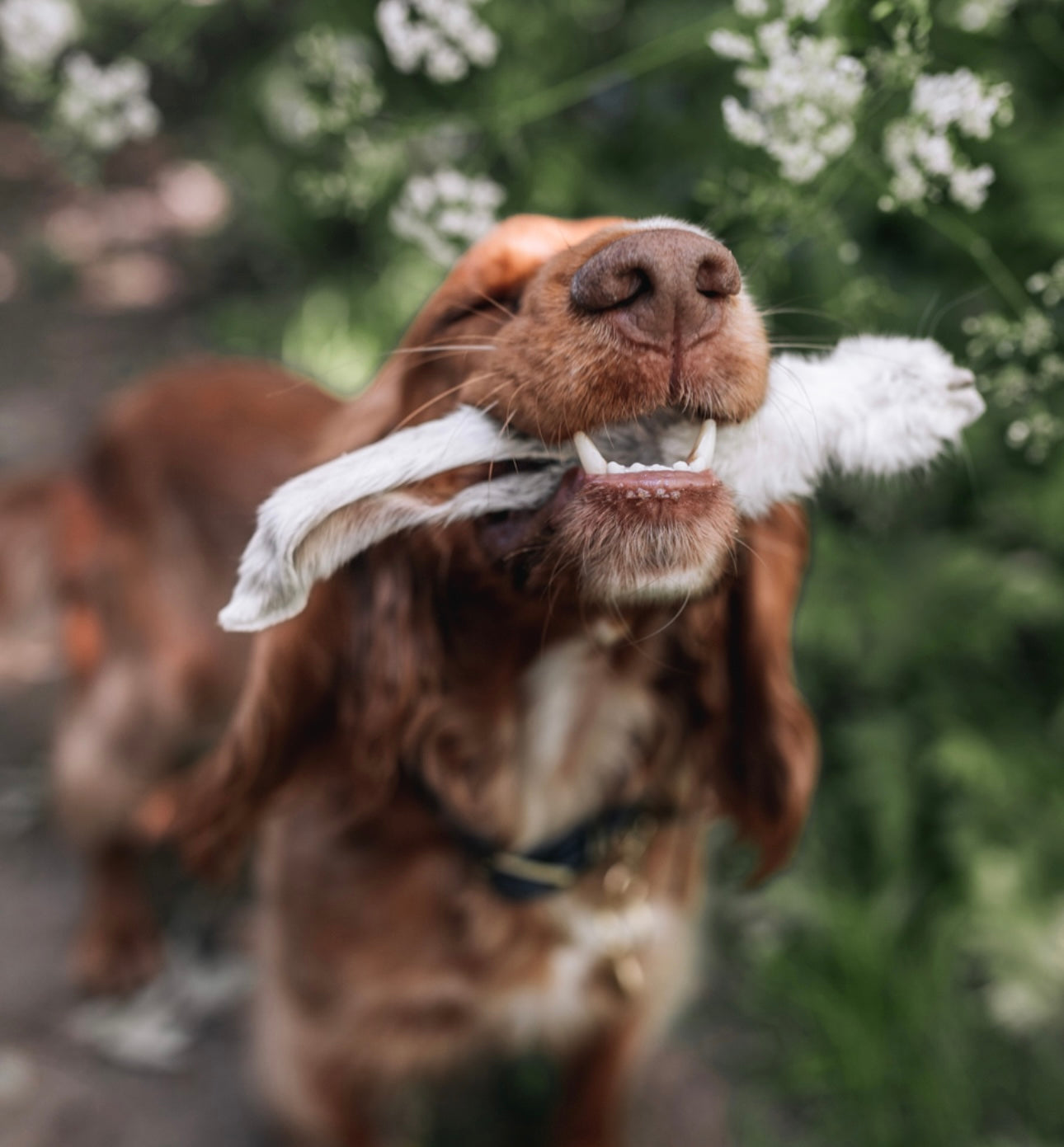 Hairy Rabbit Ears