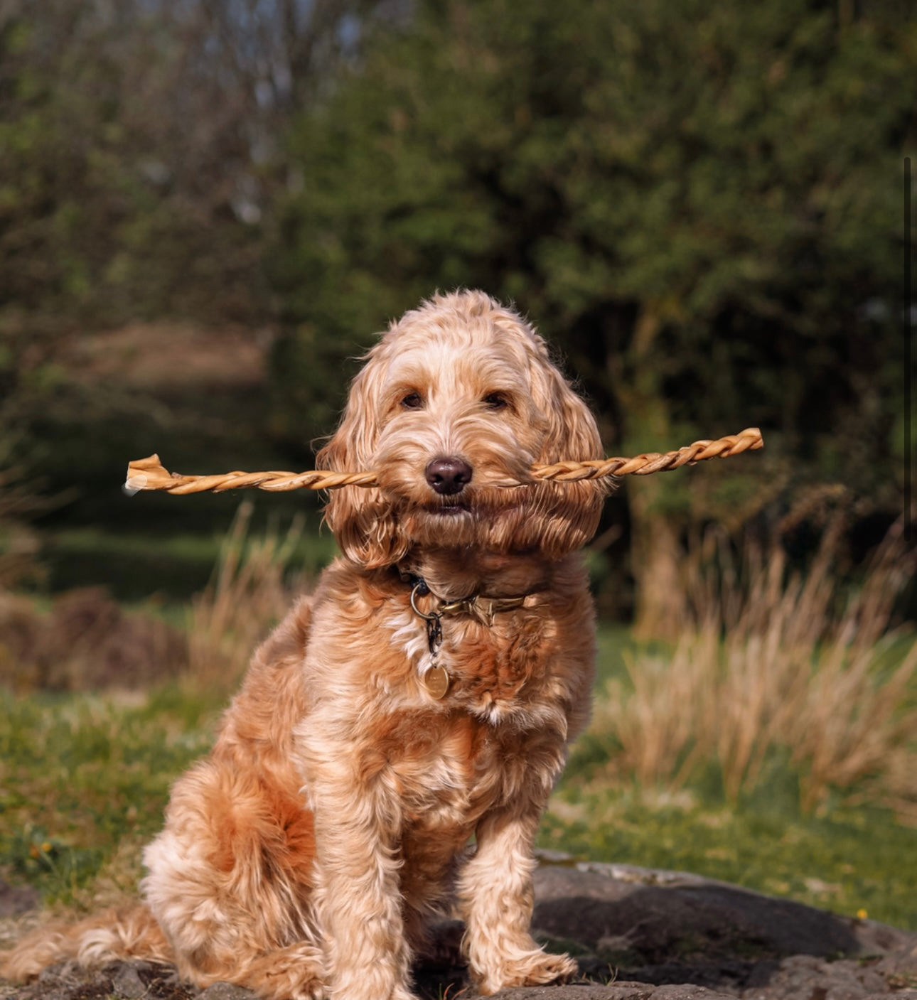 Giant Goat Braid