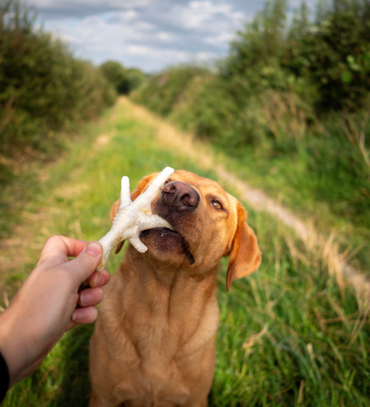 Puffed Chicken Foot
