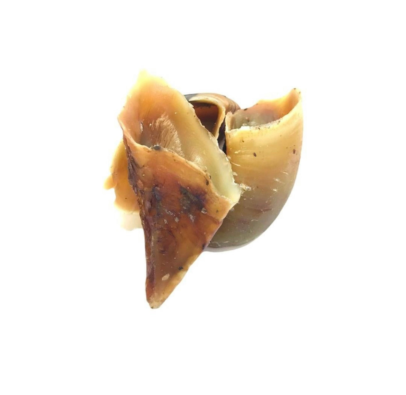 Lamb hooves