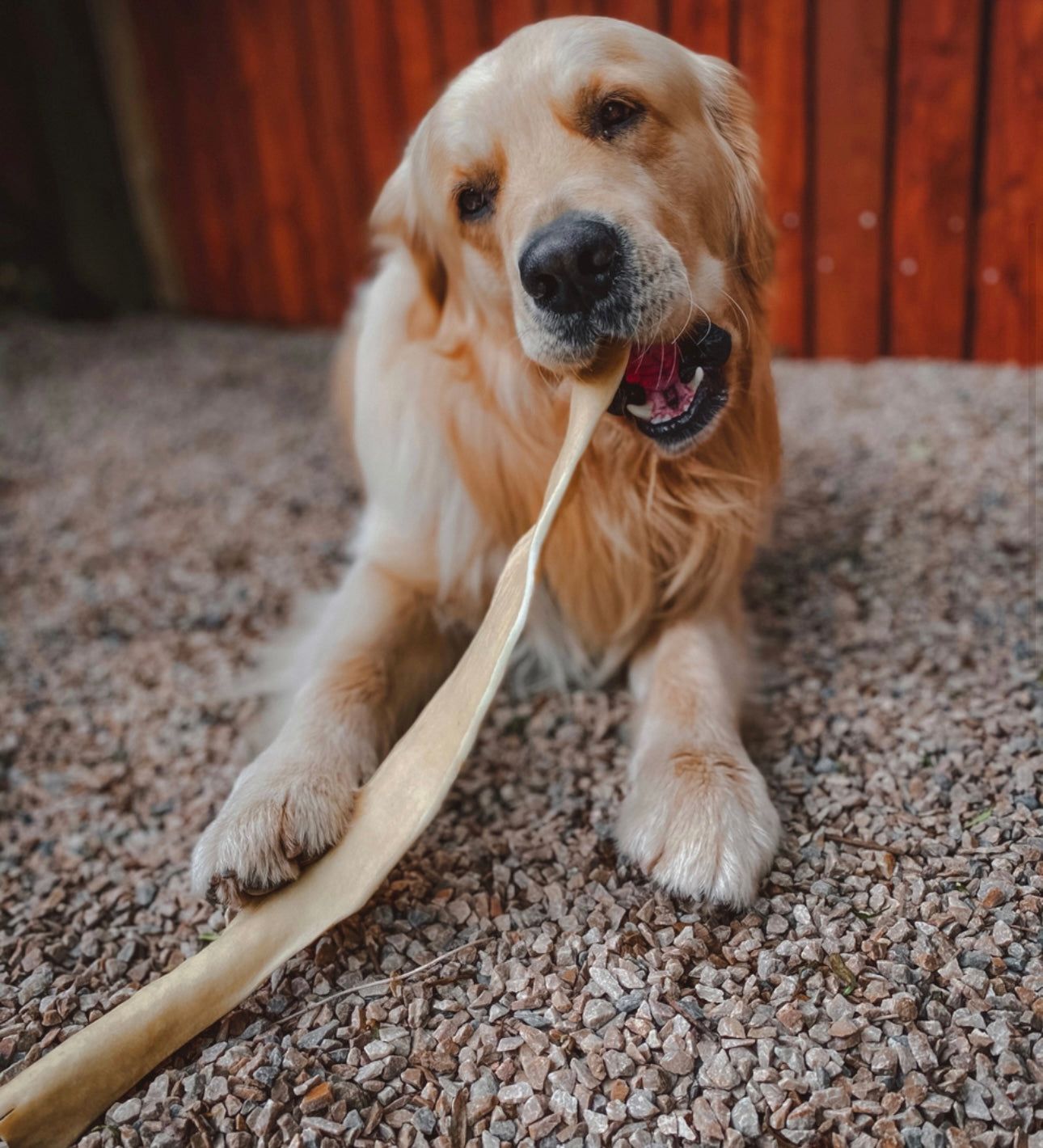 Giant Buffalo Stick