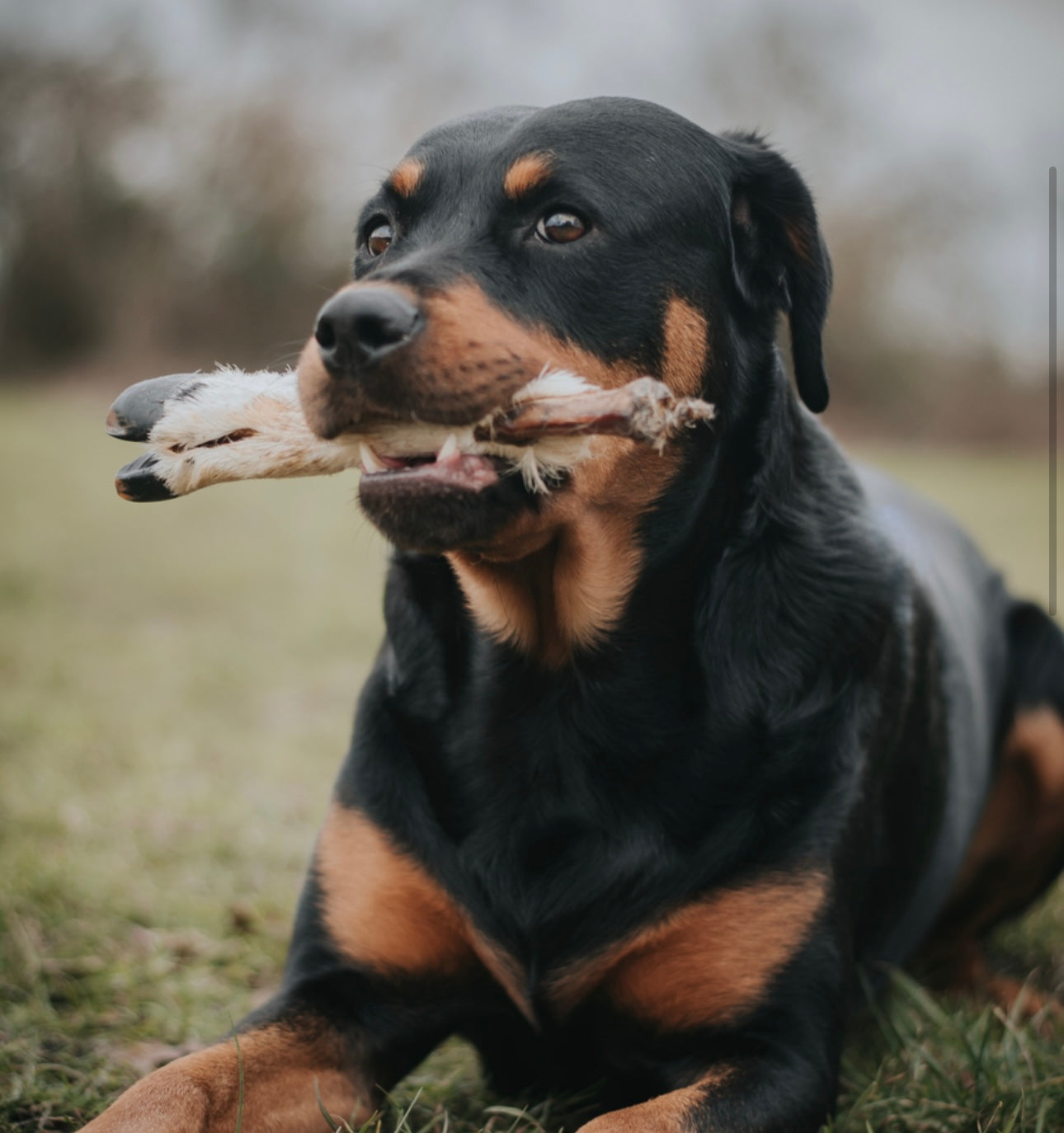 Hairy Lamb Trotter