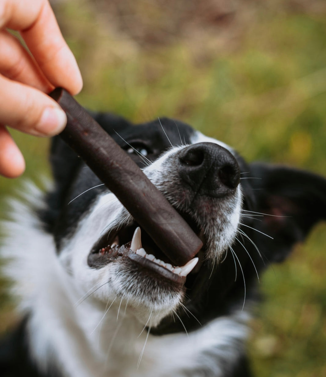 Ostrich Prime Tender Sticks
