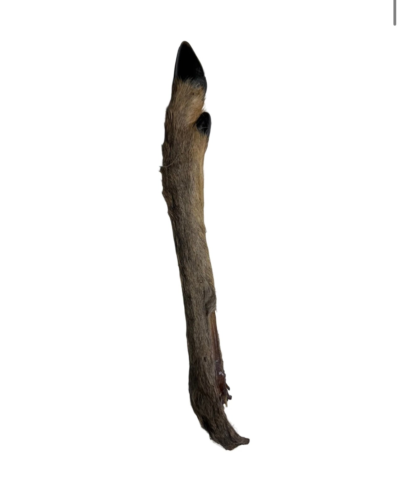 Hairy Roe Deer Leg