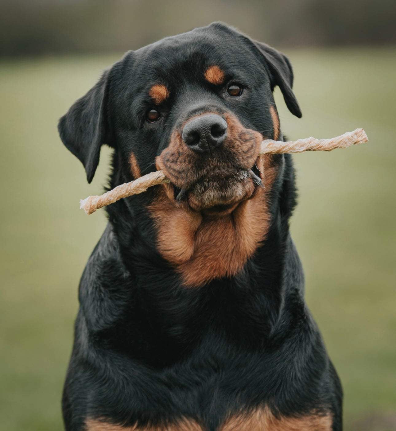 Large Bully Twist