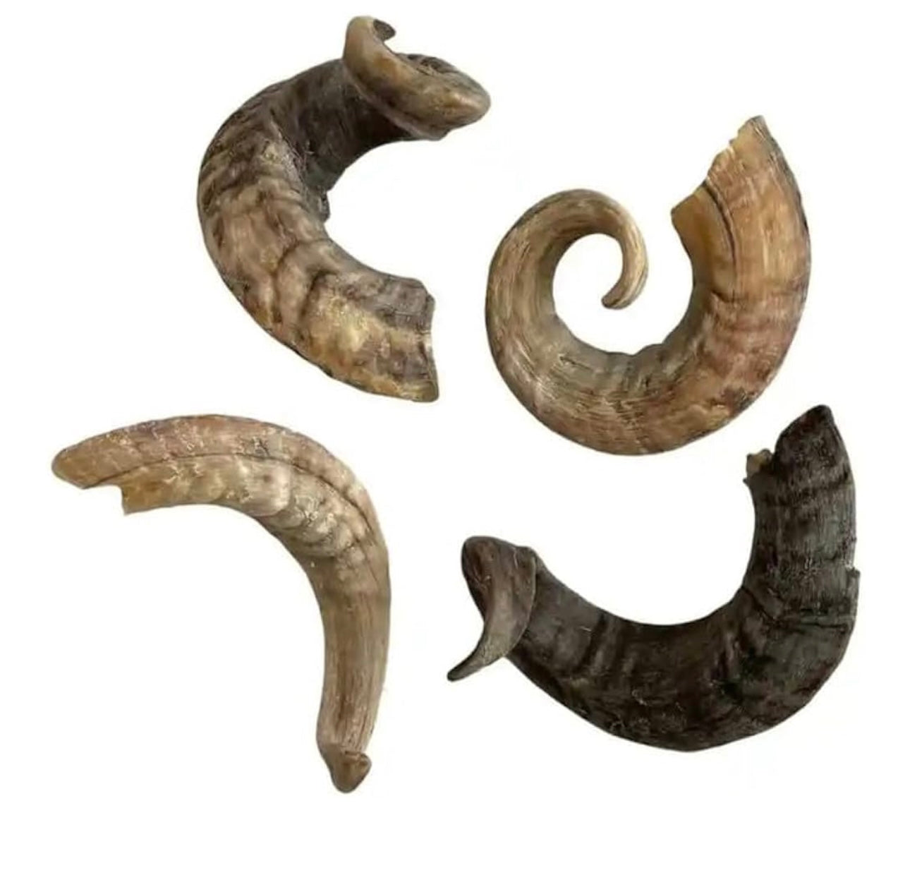Lamb Horn