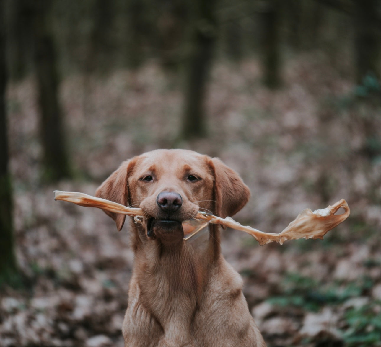 Giant Goat Stick