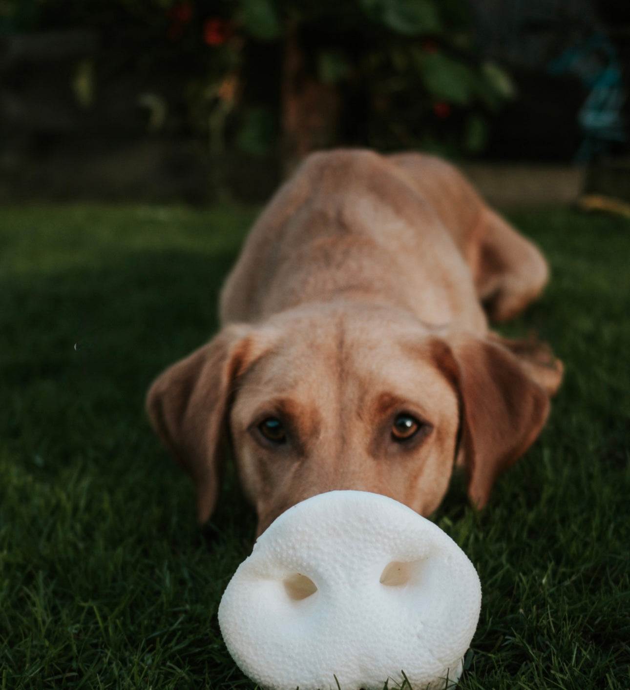 Puffed Pig Snouts