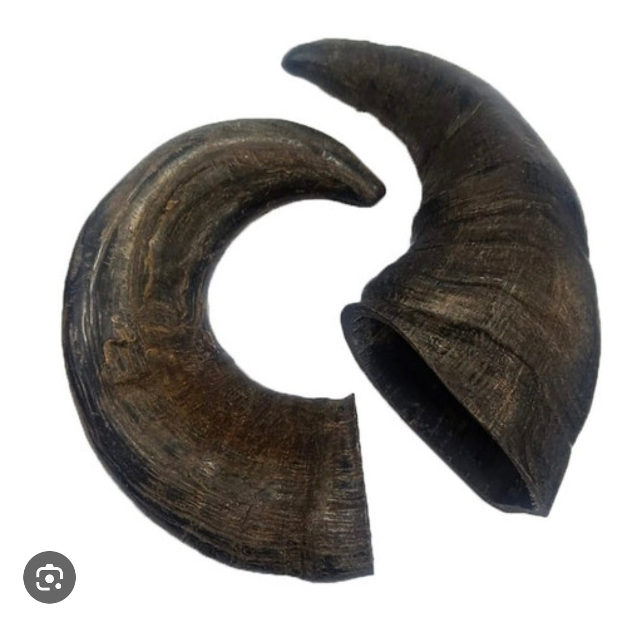 Buffalo Horn